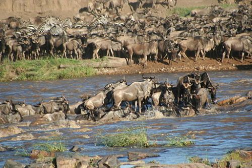 Serengeti annual migration of 100,000's of wildebeest and zebra. Photo by: Stefan Swanepoel