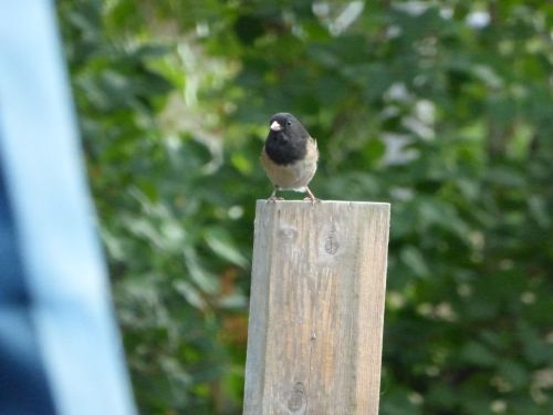 dark-eyed-junco