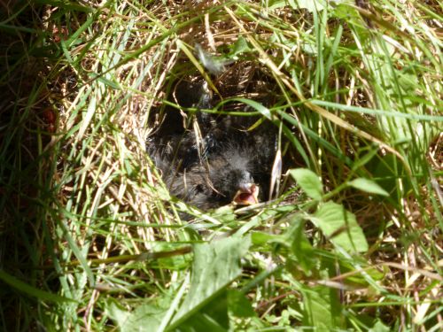 dark-eyed-junco-ground-nest