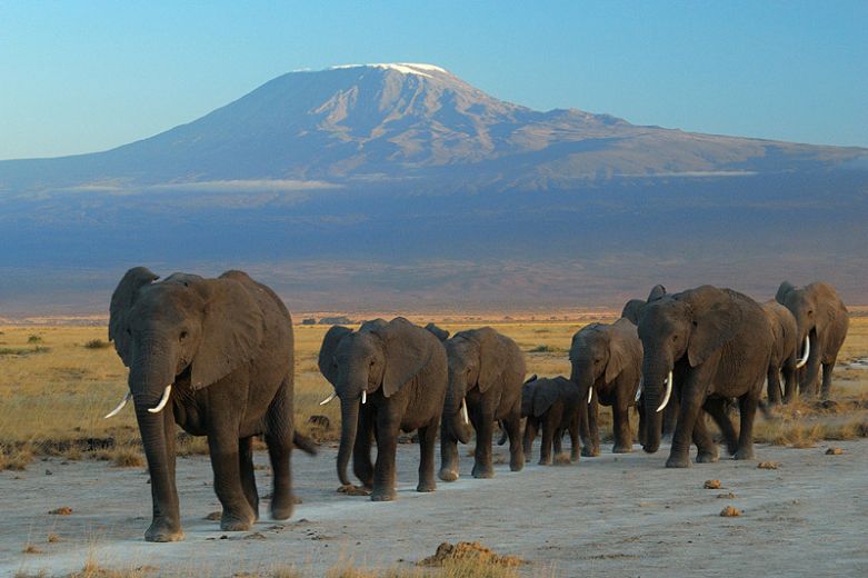 elephants-at-amboseli-national-park-against-mount-kilimanjaro-781x520-83kb