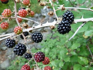 blackberries