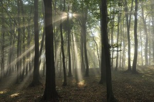 forest sunbeams