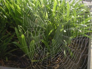 Spider web in morning light
