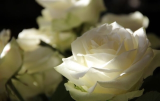 white roses