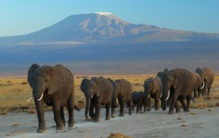 elephants-at-amboseli-national-park-against-mount-kilimanjaro-781x520-83kb